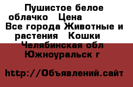Пушистое белое облачко › Цена ­ 25 000 - Все города Животные и растения » Кошки   . Челябинская обл.,Южноуральск г.